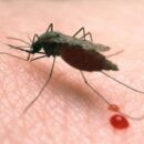 malaria kills many people per day
