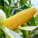 maize prefered 696x392 1