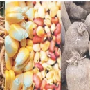 cassava corn beans yam tomatoes