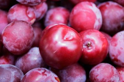 plum fruit