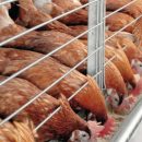 poultry farmers