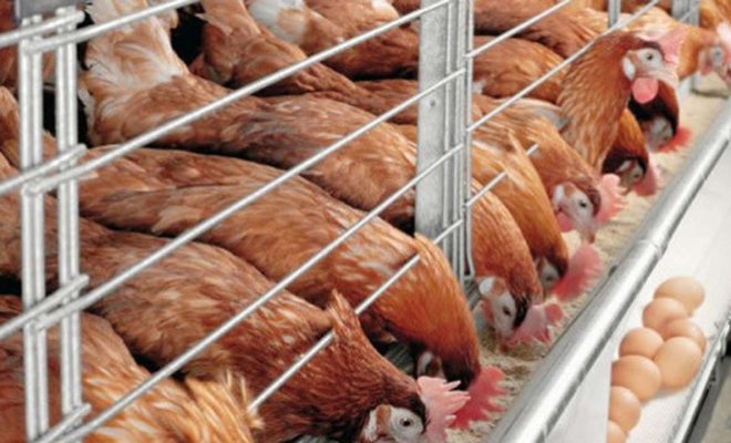 poultry farmers