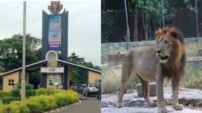 lion kills zookeeper at oau