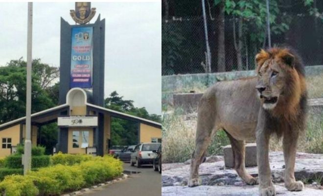 lion kills zookeeper at oau