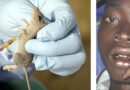 Lassa Fever